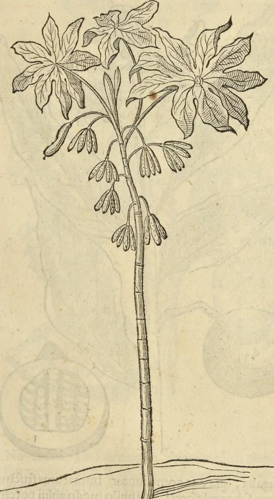 An illustration from Historia naturalis Brasiliae, : auspicio et beneficio illustriss. I. Mauritii Com. Nassau ... adornata : in qua non tantum plantæ et animalia, sed et indigenarum morbi, ingenia et mores describuntur et iconibus supra quingentas illustrantur, 1648, leaf 238