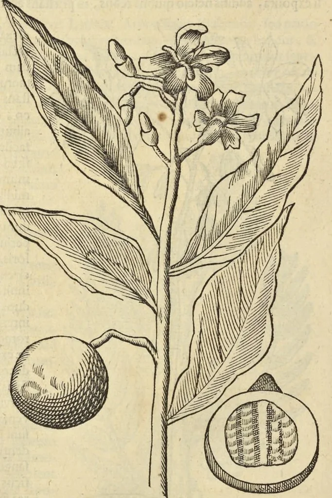 An illustration from Historia naturalis Brasiliae, : auspicio et beneficio illustriss. I. Mauritii Com. Nassau ... adornata : in qua non tantum plantæ et animalia, sed et indigenarum morbi, ingenia et mores describuntur et iconibus supra quingentas illustrantur, 1648, leaf 239