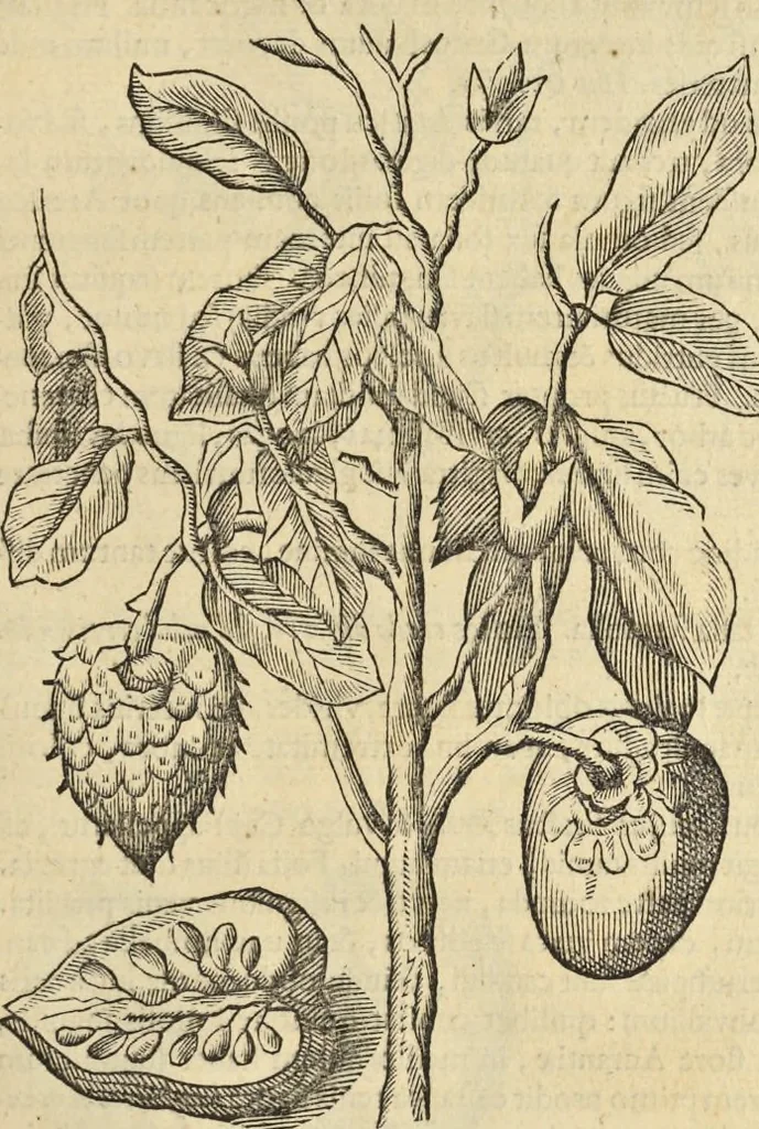 An illustration from Historia naturalis Brasiliae, : auspicio et beneficio illustriss. I. Mauritii Com. Nassau ... adornata : in qua non tantum plantæ et animalia, sed et indigenarum morbi, ingenia et mores describuntur et iconibus supra quingentas illustrantur, 1648, leaf 240