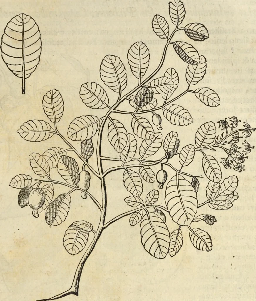 An illustration from Historia naturalis Brasiliae, : auspicio et beneficio illustriss. I. Mauritii Com. Nassau ... adornata : in qua non tantum plantæ et animalia, sed et indigenarum morbi, ingenia et mores describuntur et iconibus supra quingentas illustrantur, 1648, leaf 242