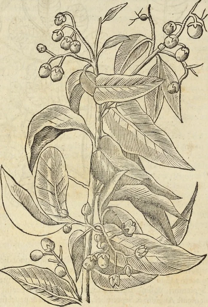 An illustration from Historia naturalis Brasiliae, : auspicio et beneficio illustriss. I. Mauritii Com. Nassau ... adornata : in qua non tantum plantæ et animalia, sed et indigenarum morbi, ingenia et mores describuntur et iconibus supra quingentas illustrantur, 1648, leaf 243