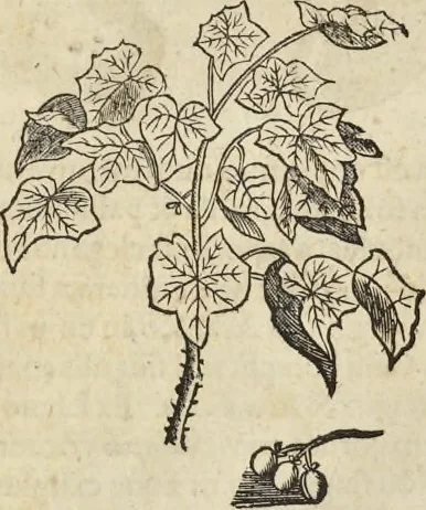 An illustration from Historia naturalis Brasiliae, : auspicio et beneficio illustriss. I. Mauritii Com. Nassau ... adornata : in qua non tantum plantæ et animalia, sed et indigenarum morbi, ingenia et mores describuntur et iconibus supra quingentas illustrantur, 1648, leaf 243