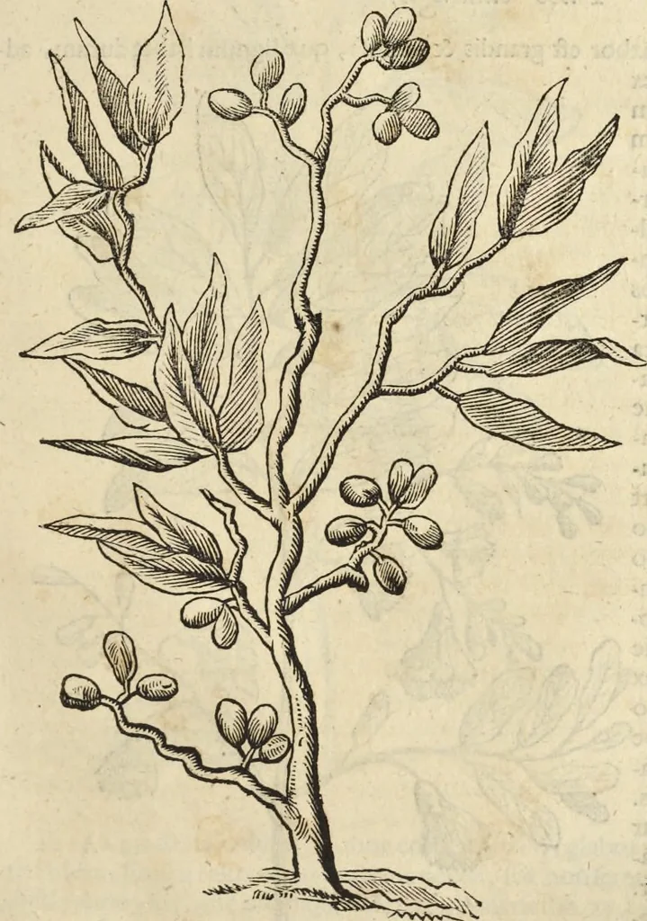 An illustration from Historia naturalis Brasiliae, : auspicio et beneficio illustriss. I. Mauritii Com. Nassau ... adornata : in qua non tantum plantæ et animalia, sed et indigenarum morbi, ingenia et mores describuntur et iconibus supra quingentas illustrantur, 1648, leaf 246