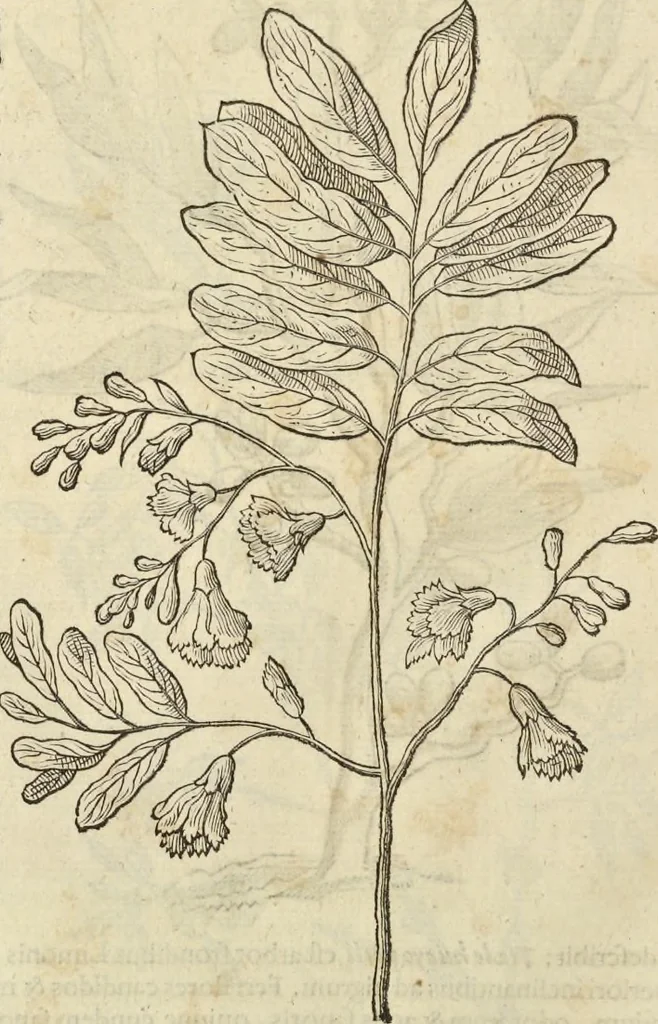 An illustration from Historia naturalis Brasiliae, : auspicio et beneficio illustriss. I. Mauritii Com. Nassau ... adornata : in qua non tantum plantæ et animalia, sed et indigenarum morbi, ingenia et mores describuntur et iconibus supra quingentas illustrantur, 1648, leaf 247