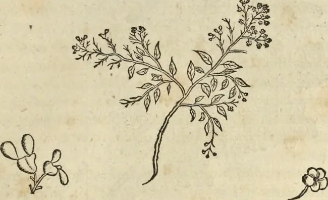 An illustration from Historia naturalis Brasiliae, : auspicio et beneficio illustriss. I. Mauritii Com. Nassau ... adornata : in qua non tantum plantæ et animalia, sed et indigenarum morbi, ingenia et mores describuntur et iconibus supra quingentas illustrantur, 1648, leaf 248