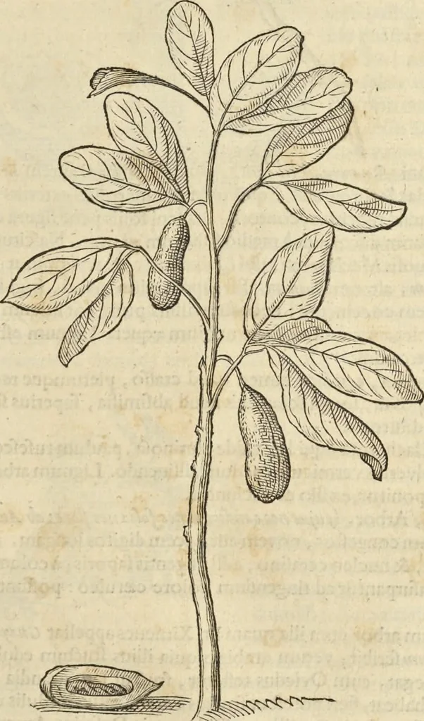 An illustration from Historia naturalis Brasiliae, : auspicio et beneficio illustriss. I. Mauritii Com. Nassau ... adornata : in qua non tantum plantæ et animalia, sed et indigenarum morbi, ingenia et mores describuntur et iconibus supra quingentas illustrantur, 1648, leaf 248