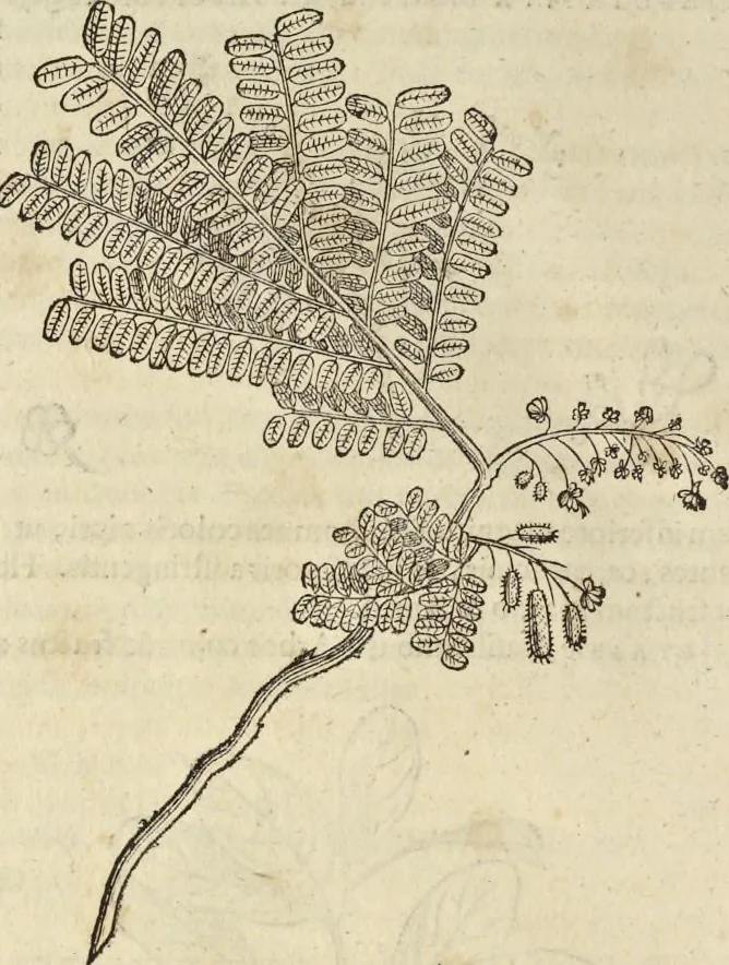 An illustration from Historia naturalis Brasiliae, : auspicio et beneficio illustriss. I. Mauritii Com. Nassau ... adornata : in qua non tantum plantæ et animalia, sed et indigenarum morbi, ingenia et mores describuntur et iconibus supra quingentas illustrantur, 1648, leaf 249