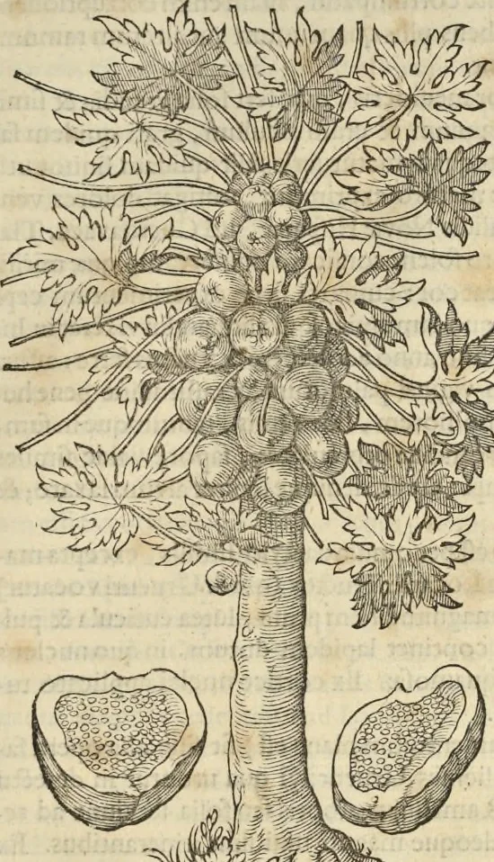 An illustration from Historia naturalis Brasiliae, : auspicio et beneficio illustriss. I. Mauritii Com. Nassau ... adornata : in qua non tantum plantæ et animalia, sed et indigenarum morbi, ingenia et mores describuntur et iconibus supra quingentas illustrantur, 1648, leaf 250