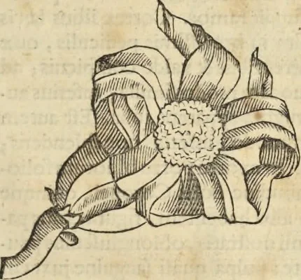 An illustration from Historia naturalis Brasiliae, : auspicio et beneficio illustriss. I. Mauritii Com. Nassau ... adornata : in qua non tantum plantæ et animalia, sed et indigenarum morbi, ingenia et mores describuntur et iconibus supra quingentas illustrantur, 1648, leaf 250