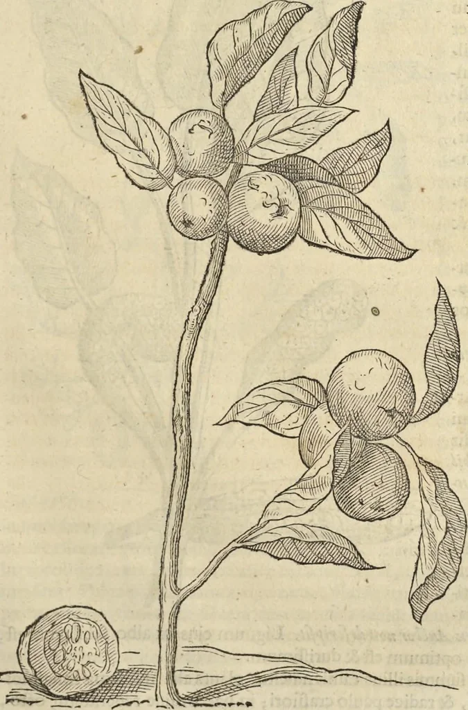 An illustration from Historia naturalis Brasiliae, : auspicio et beneficio illustriss. I. Mauritii Com. Nassau ... adornata : in qua non tantum plantæ et animalia, sed et indigenarum morbi, ingenia et mores describuntur et iconibus supra quingentas illustrantur, 1648, leaf 252