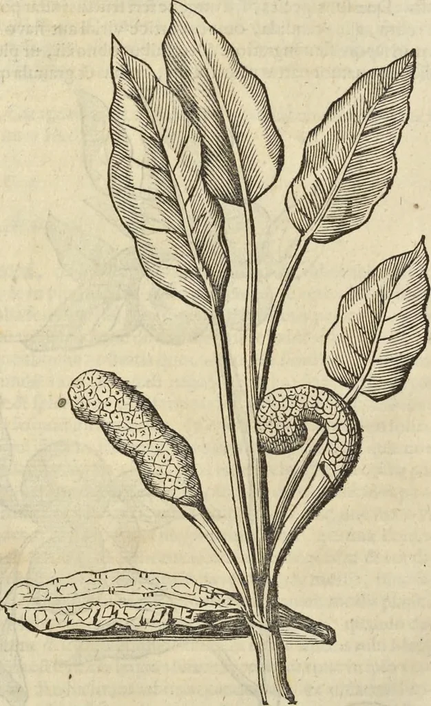 An illustration from Historia naturalis Brasiliae, : auspicio et beneficio illustriss. I. Mauritii Com. Nassau ... adornata : in qua non tantum plantæ et animalia, sed et indigenarum morbi, ingenia et mores describuntur et iconibus supra quingentas illustrantur, 1648, leaf 253
