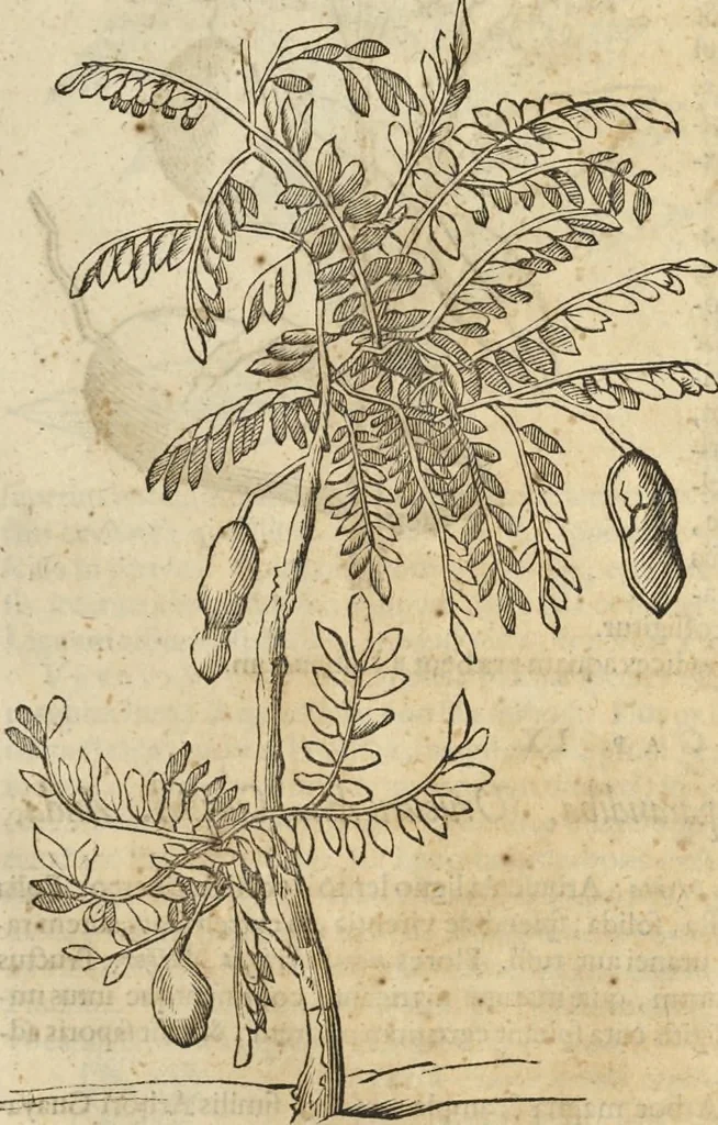 An illustration from Historia naturalis Brasiliae, : auspicio et beneficio illustriss. I. Mauritii Com. Nassau ... adornata : in qua non tantum plantæ et animalia, sed et indigenarum morbi, ingenia et mores describuntur et iconibus supra quingentas illustrantur, 1648, leaf 254