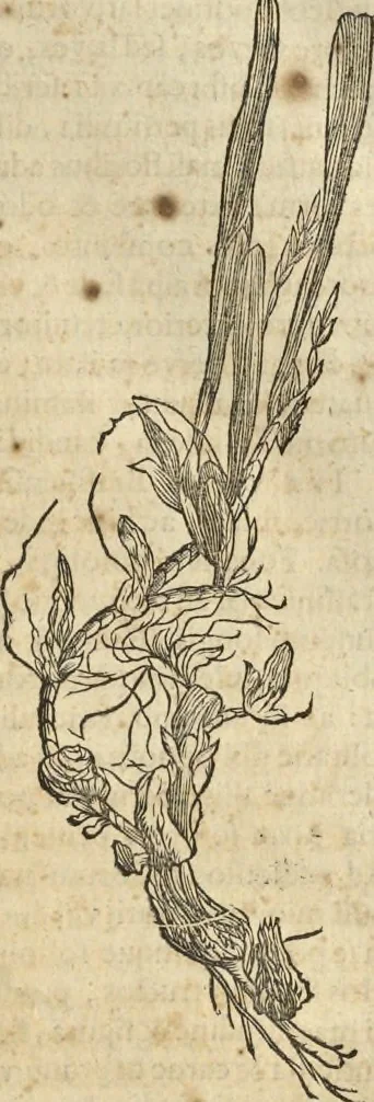 An illustration from Historia naturalis Brasiliae, : auspicio et beneficio illustriss. I. Mauritii Com. Nassau ... adornata : in qua non tantum plantæ et animalia, sed et indigenarum morbi, ingenia et mores describuntur et iconibus supra quingentas illustrantur, 1648, leaf 254