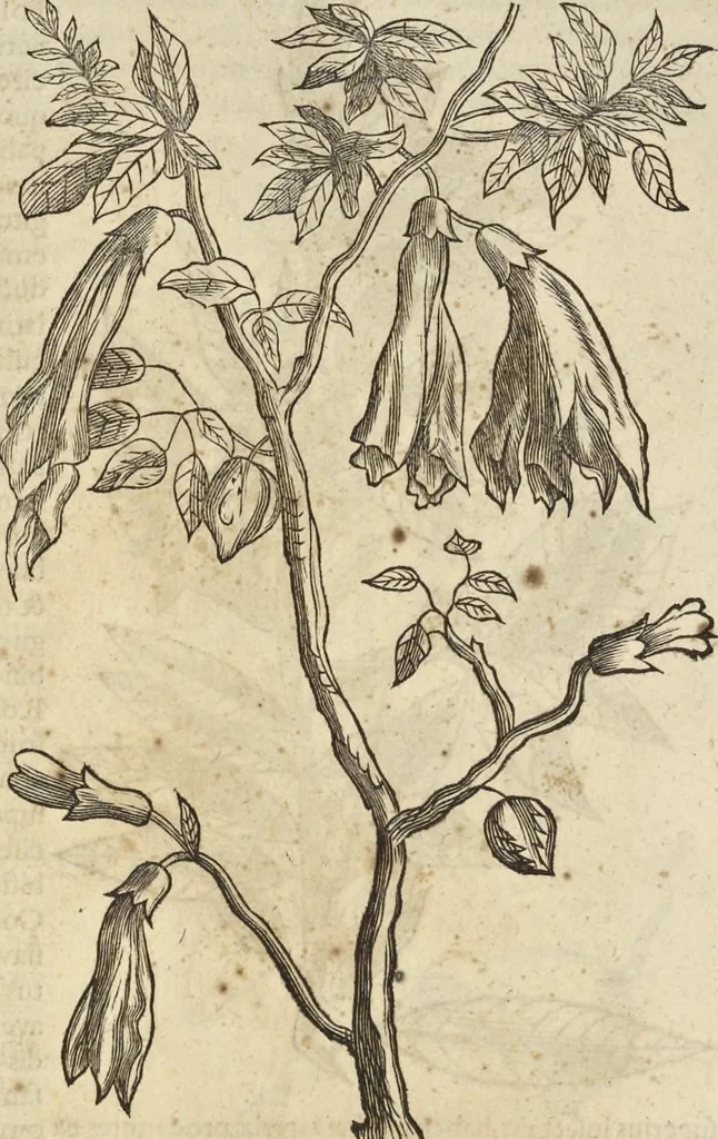 An illustration from Historia naturalis Brasiliae, : auspicio et beneficio illustriss. I. Mauritii Com. Nassau ... adornata : in qua non tantum plantæ et animalia, sed et indigenarum morbi, ingenia et mores describuntur et iconibus supra quingentas illustrantur, 1648, leaf 257