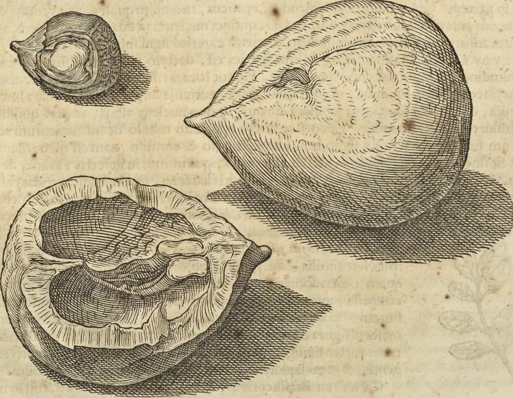 An illustration from Historia naturalis Brasiliae, : auspicio et beneficio illustriss. I. Mauritii Com. Nassau ... adornata : in qua non tantum plantæ et animalia, sed et indigenarum morbi, ingenia et mores describuntur et iconibus supra quingentas illustrantur, 1648, leaf 257