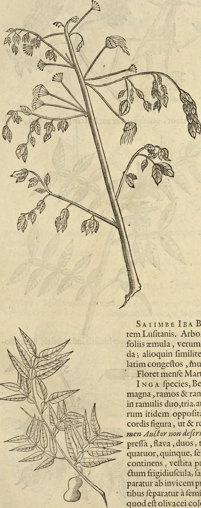 An illustration from Historia naturalis Brasiliae, : auspicio et beneficio illustriss. I. Mauritii Com. Nassau ... adornata : in qua non tantum plantæ et animalia, sed et indigenarum morbi, ingenia et mores describuntur et iconibus supra quingentas illustrantur, 1648, leaf 258