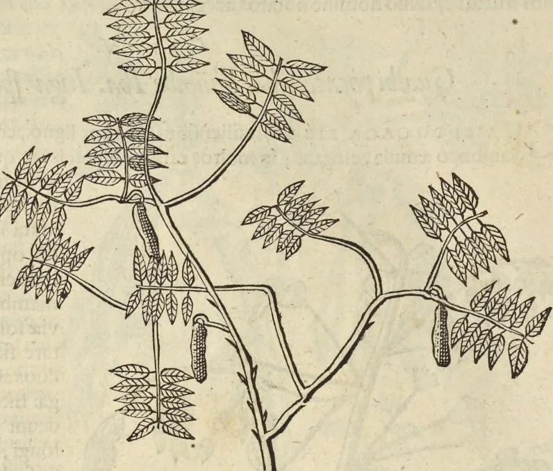 An illustration from Historia naturalis Brasiliae, : auspicio et beneficio illustriss. I. Mauritii Com. Nassau ... adornata : in qua non tantum plantæ et animalia, sed et indigenarum morbi, ingenia et mores describuntur et iconibus supra quingentas illustrantur, 1648, leaf 259