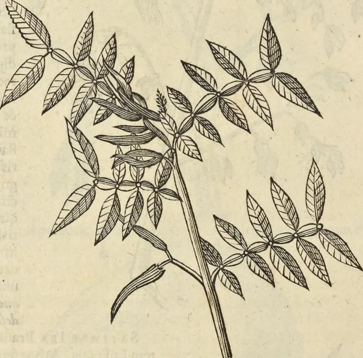 An illustration from Historia naturalis Brasiliae, : auspicio et beneficio illustriss. I. Mauritii Com. Nassau ... adornata : in qua non tantum plantæ et animalia, sed et indigenarum morbi, ingenia et mores describuntur et iconibus supra quingentas illustrantur, 1648, leaf 259