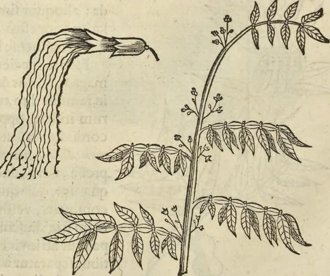 An illustration from Historia naturalis Brasiliae, : auspicio et beneficio illustriss. I. Mauritii Com. Nassau ... adornata : in qua non tantum plantæ et animalia, sed et indigenarum morbi, ingenia et mores describuntur et iconibus supra quingentas illustrantur, 1648, leaf 259