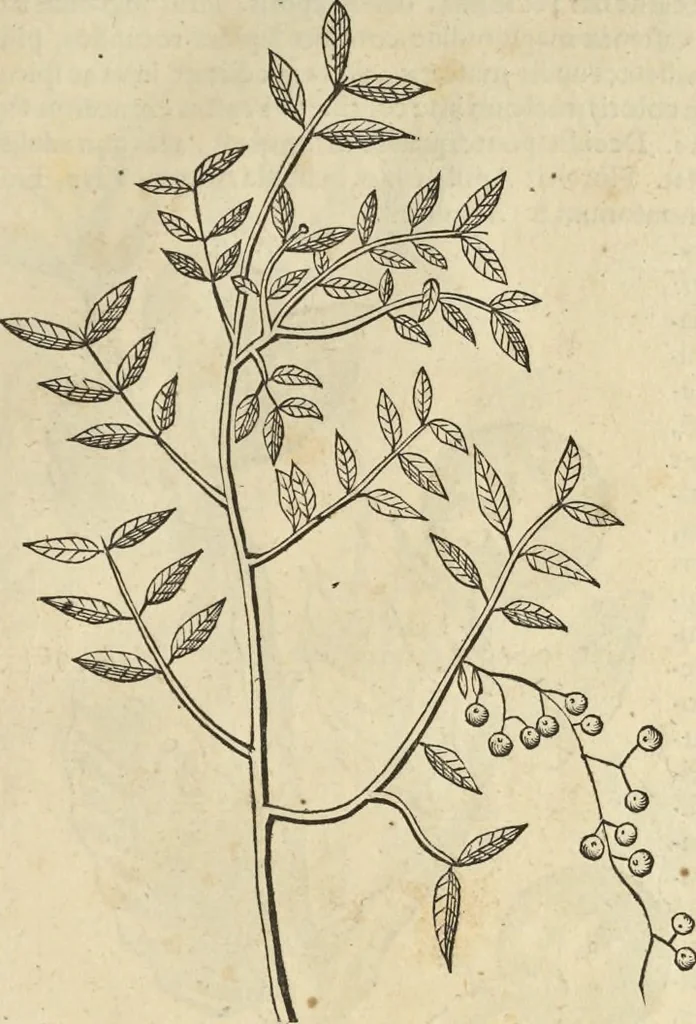 An illustration from Historia naturalis Brasiliae, : auspicio et beneficio illustriss. I. Mauritii Com. Nassau ... adornata : in qua non tantum plantæ et animalia, sed et indigenarum morbi, ingenia et mores describuntur et iconibus supra quingentas illustrantur, 1648, leaf 260