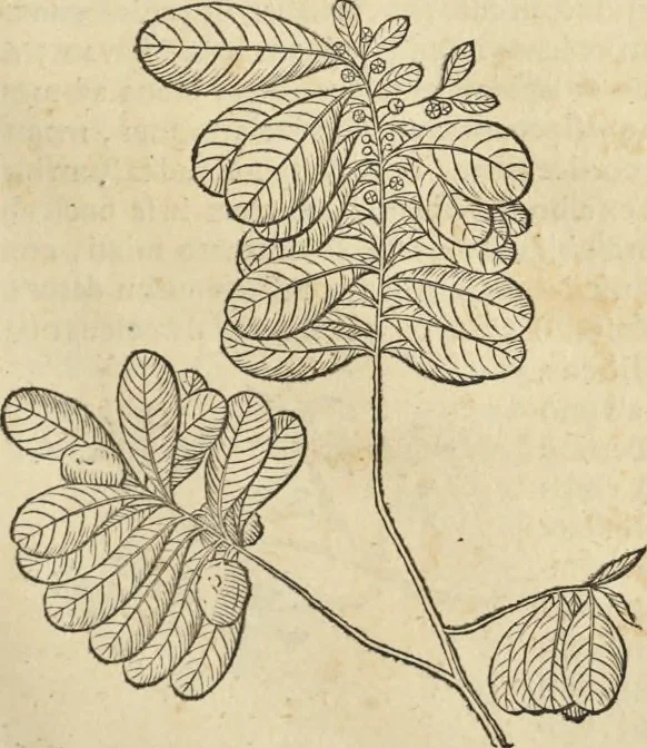 An illustration from Historia naturalis Brasiliae, : auspicio et beneficio illustriss. I. Mauritii Com. Nassau ... adornata : in qua non tantum plantæ et animalia, sed et indigenarum morbi, ingenia et mores describuntur et iconibus supra quingentas illustrantur, 1648, leaf 260