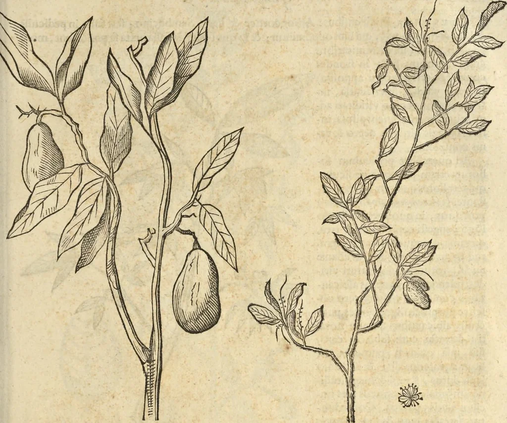 An illustration from Historia naturalis Brasiliae, : auspicio et beneficio illustriss. I. Mauritii Com. Nassau ... adornata : in qua non tantum plantæ et animalia, sed et indigenarum morbi, ingenia et mores describuntur et iconibus supra quingentas illustrantur, 1648, leaf 262