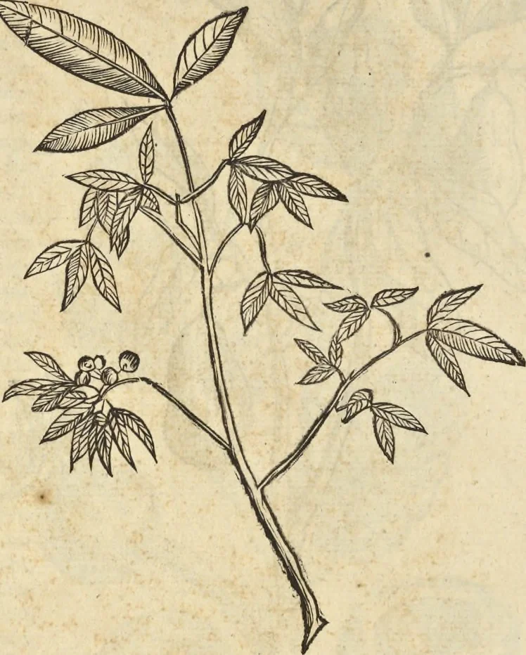 An illustration from Historia naturalis Brasiliae, : auspicio et beneficio illustriss. I. Mauritii Com. Nassau ... adornata : in qua non tantum plantæ et animalia, sed et indigenarum morbi, ingenia et mores describuntur et iconibus supra quingentas illustrantur, 1648, leaf 263