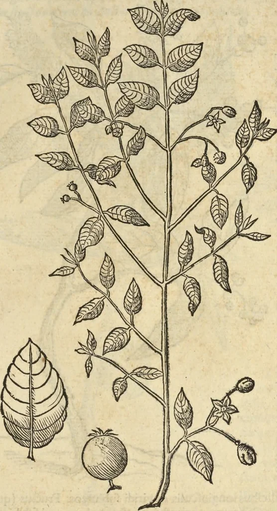 An illustration from Historia naturalis Brasiliae, : auspicio et beneficio illustriss. I. Mauritii Com. Nassau ... adornata : in qua non tantum plantæ et animalia, sed et indigenarum morbi, ingenia et mores describuntur et iconibus supra quingentas illustrantur, 1648, leaf 264