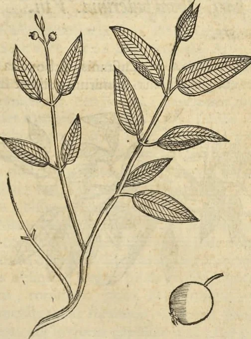 An illustration from Historia naturalis Brasiliae, : auspicio et beneficio illustriss. I. Mauritii Com. Nassau ... adornata : in qua non tantum plantæ et animalia, sed et indigenarum morbi, ingenia et mores describuntur et iconibus supra quingentas illustrantur, 1648, leaf 264