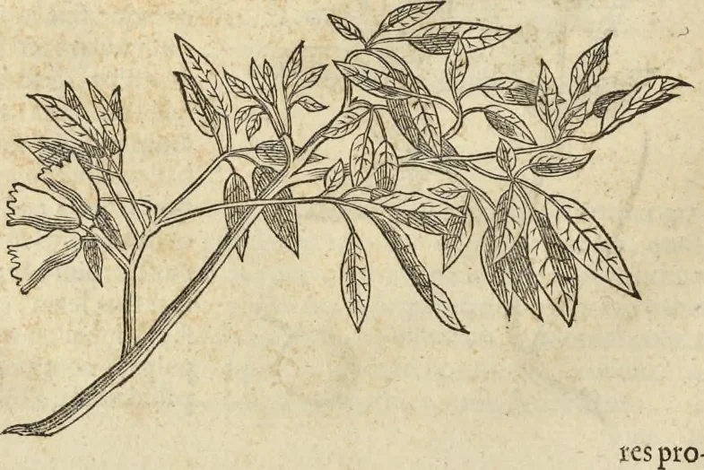 An illustration from Historia naturalis Brasiliae, : auspicio et beneficio illustriss. I. Mauritii Com. Nassau ... adornata : in qua non tantum plantæ et animalia, sed et indigenarum morbi, ingenia et mores describuntur et iconibus supra quingentas illustrantur, 1648, leaf 265