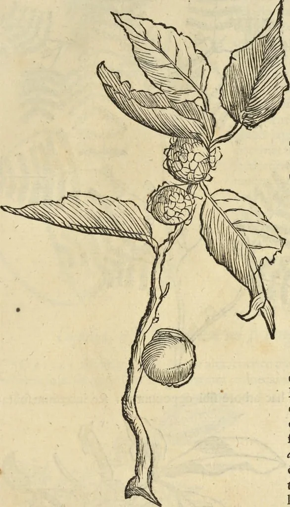 An illustration from Historia naturalis Brasiliae, : auspicio et beneficio illustriss. I. Mauritii Com. Nassau ... adornata : in qua non tantum plantæ et animalia, sed et indigenarum morbi, ingenia et mores describuntur et iconibus supra quingentas illustrantur, 1648, leaf 266