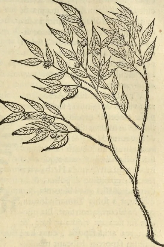 An illustration from Historia naturalis Brasiliae, : auspicio et beneficio illustriss. I. Mauritii Com. Nassau ... adornata : in qua non tantum plantæ et animalia, sed et indigenarum morbi, ingenia et mores describuntur et iconibus supra quingentas illustrantur, 1648, leaf 266
