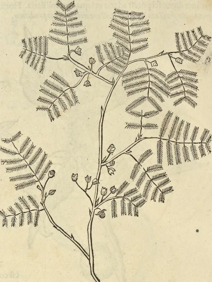 An illustration from Historia naturalis Brasiliae, : auspicio et beneficio illustriss. I. Mauritii Com. Nassau ... adornata : in qua non tantum plantæ et animalia, sed et indigenarum morbi, ingenia et mores describuntur et iconibus supra quingentas illustrantur, 1648, leaf 267