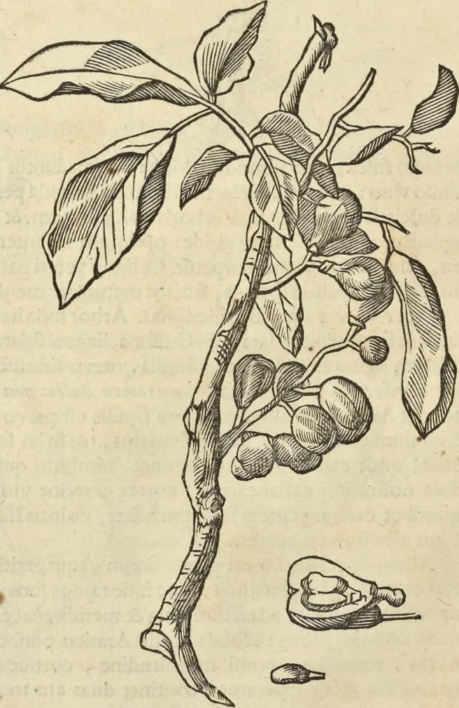 An illustration from Historia naturalis Brasiliae, : auspicio et beneficio illustriss. I. Mauritii Com. Nassau ... adornata : in qua non tantum plantæ et animalia, sed et indigenarum morbi, ingenia et mores describuntur et iconibus supra quingentas illustrantur, 1648, leaf 267