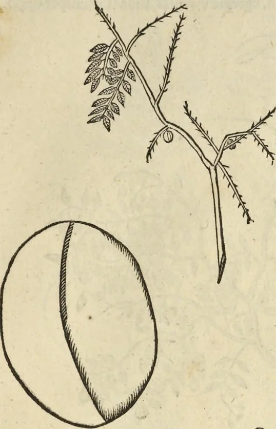 An illustration from Historia naturalis Brasiliae, : auspicio et beneficio illustriss. I. Mauritii Com. Nassau ... adornata : in qua non tantum plantæ et animalia, sed et indigenarum morbi, ingenia et mores describuntur et iconibus supra quingentas illustrantur, 1648, leaf 268