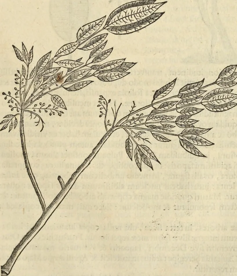 An illustration from Historia naturalis Brasiliae, : auspicio et beneficio illustriss. I. Mauritii Com. Nassau ... adornata : in qua non tantum plantæ et animalia, sed et indigenarum morbi, ingenia et mores describuntur et iconibus supra quingentas illustrantur, 1648, leaf 268