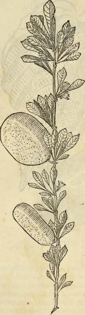 An illustration from Historia naturalis Brasiliae, : auspicio et beneficio illustriss. I. Mauritii Com. Nassau ... adornata : in qua non tantum plantæ et animalia, sed et indigenarum morbi, ingenia et mores describuntur et iconibus supra quingentas illustrantur, 1648, leaf 270