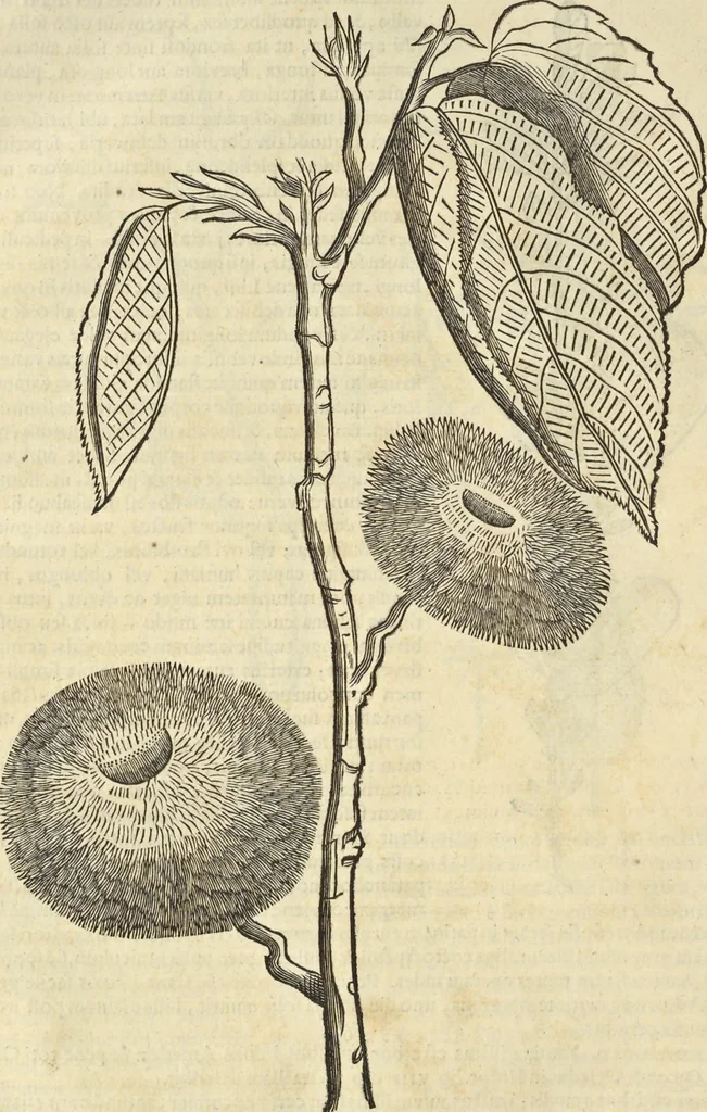 An illustration from Historia naturalis Brasiliae, : auspicio et beneficio illustriss. I. Mauritii Com. Nassau ... adornata : in qua non tantum plantæ et animalia, sed et indigenarum morbi, ingenia et mores describuntur et iconibus supra quingentas illustrantur, 1648, leaf 271