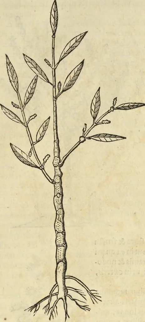 An illustration from Historia naturalis Brasiliae, : auspicio et beneficio illustriss. I. Mauritii Com. Nassau ... adornata : in qua non tantum plantæ et animalia, sed et indigenarum morbi, ingenia et mores describuntur et iconibus supra quingentas illustrantur, 1648, leaf 272