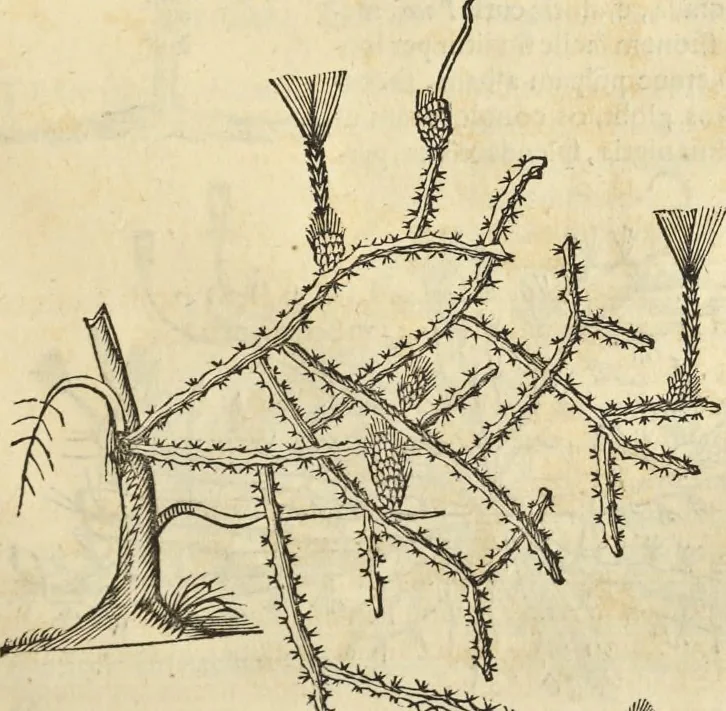 An illustration from Historia naturalis Brasiliae, : auspicio et beneficio illustriss. I. Mauritii Com. Nassau ... adornata : in qua non tantum plantæ et animalia, sed et indigenarum morbi, ingenia et mores describuntur et iconibus supra quingentas illustrantur, 1648, leaf 272