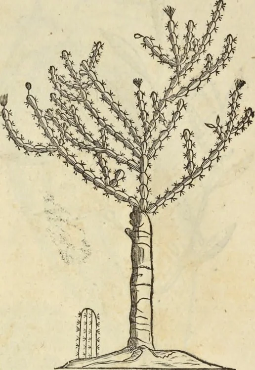 An illustration from Historia naturalis Brasiliae, : auspicio et beneficio illustriss. I. Mauritii Com. Nassau ... adornata : in qua non tantum plantæ et animalia, sed et indigenarum morbi, ingenia et mores describuntur et iconibus supra quingentas illustrantur, 1648, leaf 273