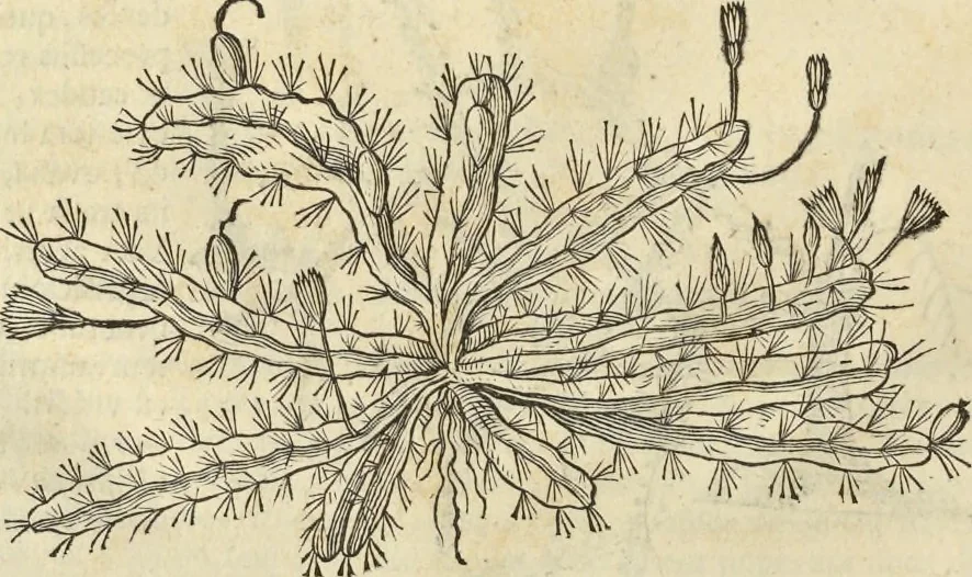 An illustration from Historia naturalis Brasiliae, : auspicio et beneficio illustriss. I. Mauritii Com. Nassau ... adornata : in qua non tantum plantæ et animalia, sed et indigenarum morbi, ingenia et mores describuntur et iconibus supra quingentas illustrantur, 1648, leaf 273