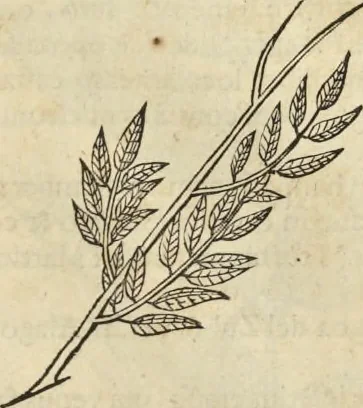 An illustration from Historia naturalis Brasiliae, : auspicio et beneficio illustriss. I. Mauritii Com. Nassau ... adornata : in qua non tantum plantæ et animalia, sed et indigenarum morbi, ingenia et mores describuntur et iconibus supra quingentas illustrantur, 1648, leaf 274