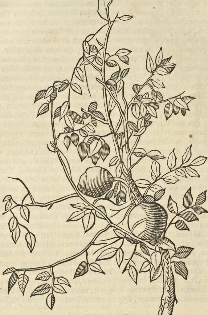 An illustration from Historia naturalis Brasiliae, : auspicio et beneficio illustriss. I. Mauritii Com. Nassau ... adornata : in qua non tantum plantæ et animalia, sed et indigenarum morbi, ingenia et mores describuntur et iconibus supra quingentas illustrantur, 1648, leaf 275