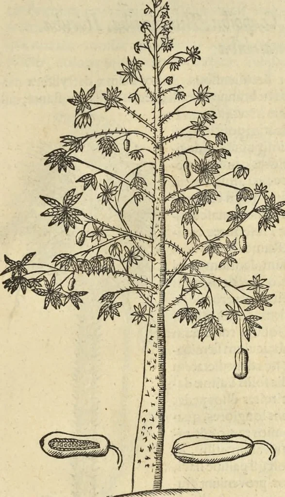 An illustration from Historia naturalis Brasiliae, : auspicio et beneficio illustriss. I. Mauritii Com. Nassau ... adornata : in qua non tantum plantæ et animalia, sed et indigenarum morbi, ingenia et mores describuntur et iconibus supra quingentas illustrantur, 1648, leaf 276