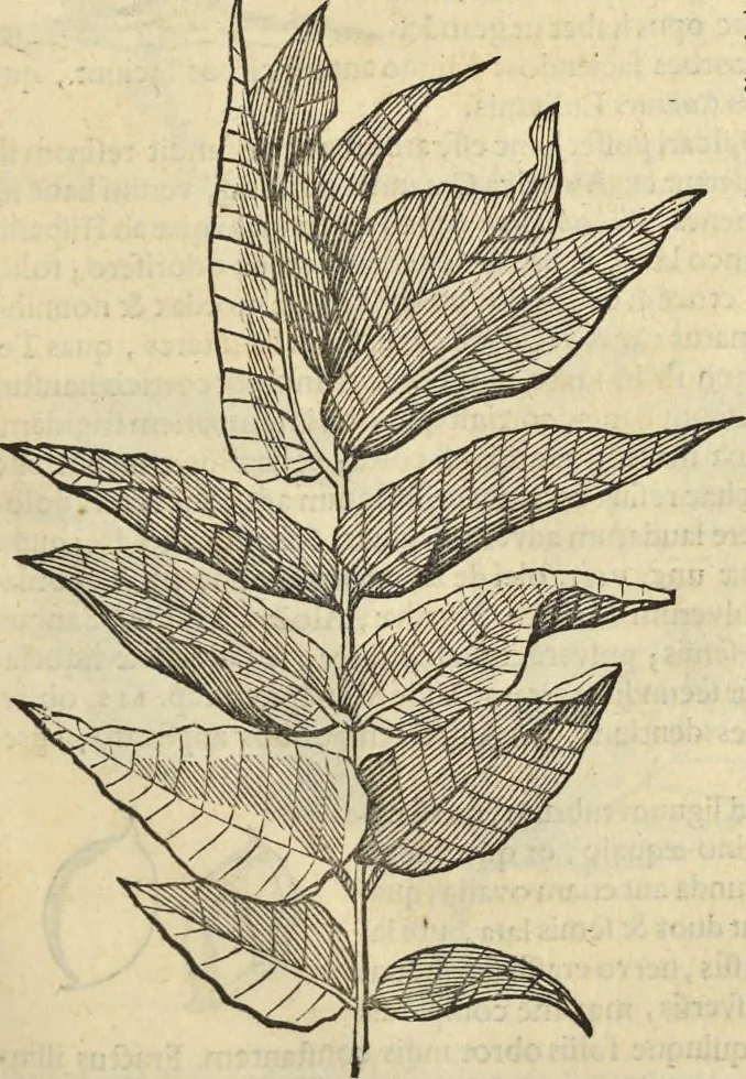An illustration from Historia naturalis Brasiliae, : auspicio et beneficio illustriss. I. Mauritii Com. Nassau ... adornata : in qua non tantum plantæ et animalia, sed et indigenarum morbi, ingenia et mores describuntur et iconibus supra quingentas illustrantur, 1648, leaf 276