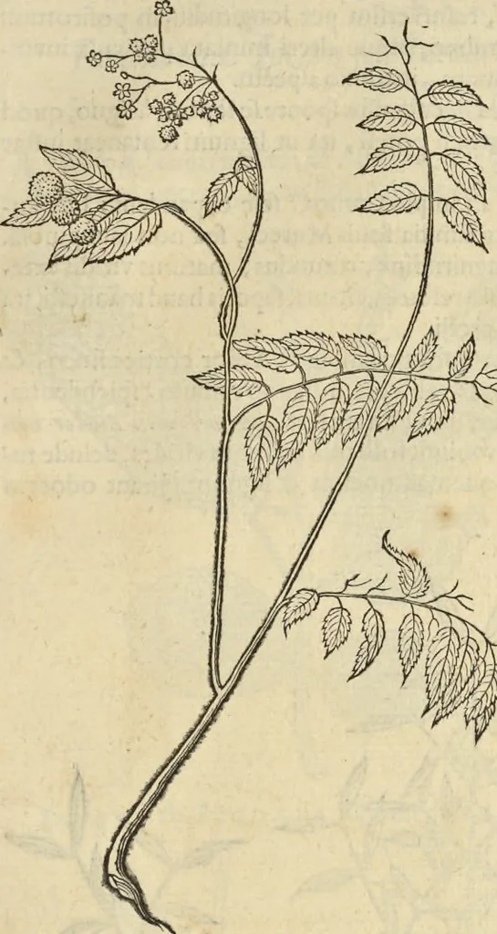 An illustration from Historia naturalis Brasiliae, : auspicio et beneficio illustriss. I. Mauritii Com. Nassau ... adornata : in qua non tantum plantæ et animalia, sed et indigenarum morbi, ingenia et mores describuntur et iconibus supra quingentas illustrantur, 1648, leaf 278