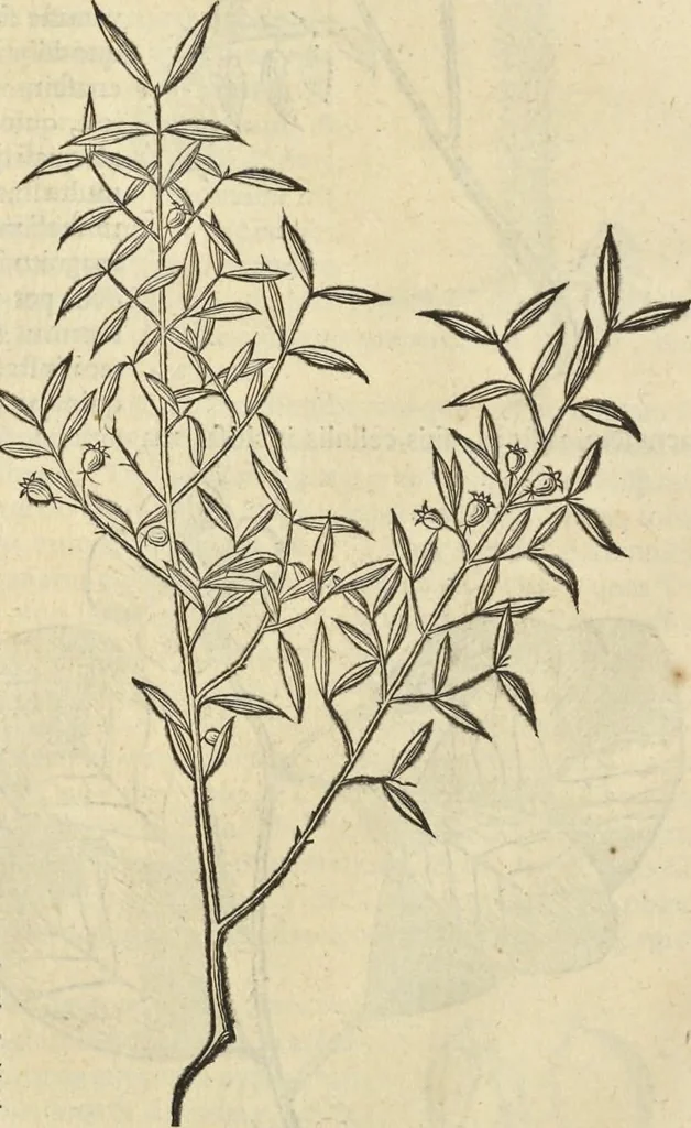An illustration from Historia naturalis Brasiliae, : auspicio et beneficio illustriss. I. Mauritii Com. Nassau ... adornata : in qua non tantum plantæ et animalia, sed et indigenarum morbi, ingenia et mores describuntur et iconibus supra quingentas illustrantur, 1648, leaf 279