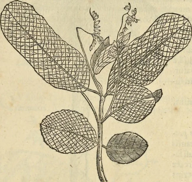 An illustration from Historia naturalis Brasiliae, : auspicio et beneficio illustriss. I. Mauritii Com. Nassau ... adornata : in qua non tantum plantæ et animalia, sed et indigenarum morbi, ingenia et mores describuntur et iconibus supra quingentas illustrantur, 1648, leaf 280