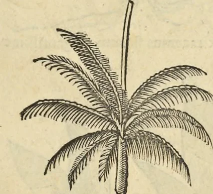 An illustration from Historia naturalis Brasiliae, : auspicio et beneficio illustriss. I. Mauritii Com. Nassau ... adornata : in qua non tantum plantæ et animalia, sed et indigenarum morbi, ingenia et mores describuntur et iconibus supra quingentas illustrantur, 1648, leaf 280
